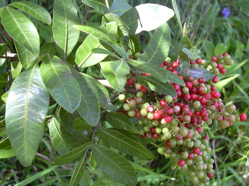 Brazilian Pepper