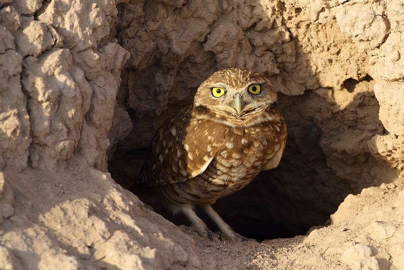 Breeding-season dates are not a safe-to-fill window