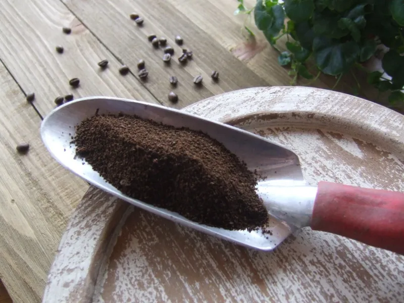 Brewed grounds will not reliably acidify soil