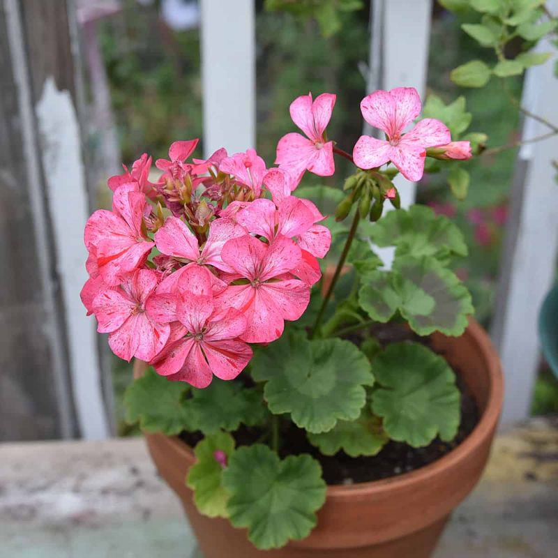 Bring Potted Plants Indoors as Houseplants