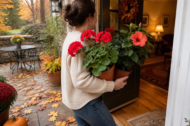 Bring plants inside before frost and inspect them