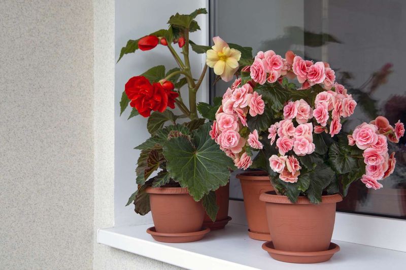 Bring tender begonias inside before cold threatens them