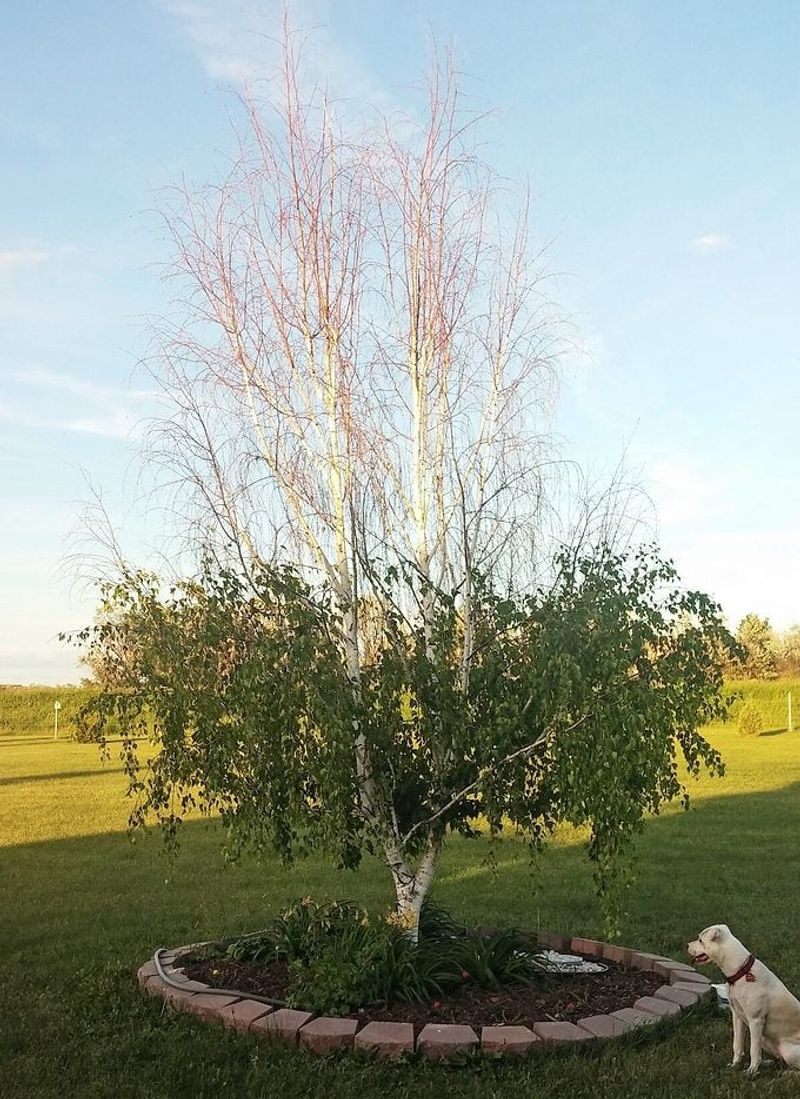 Bronze birch borer is not the default explanation