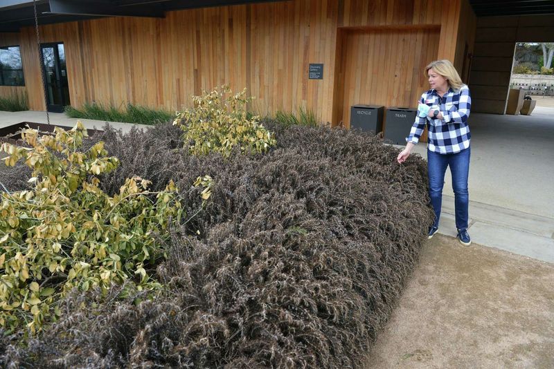 Brown Foliage Does Not Settle the Plant’s Fate Brown Foliage Does Not Settle the Plant’s Fate