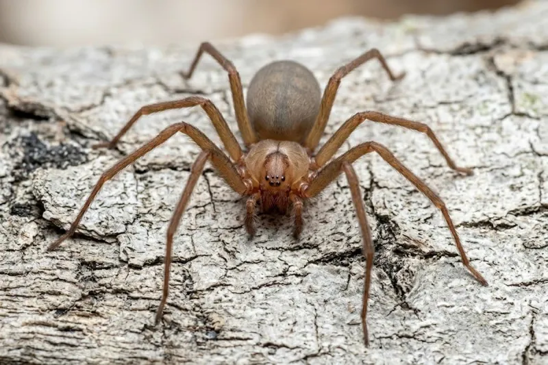 Brown Recluse Spider