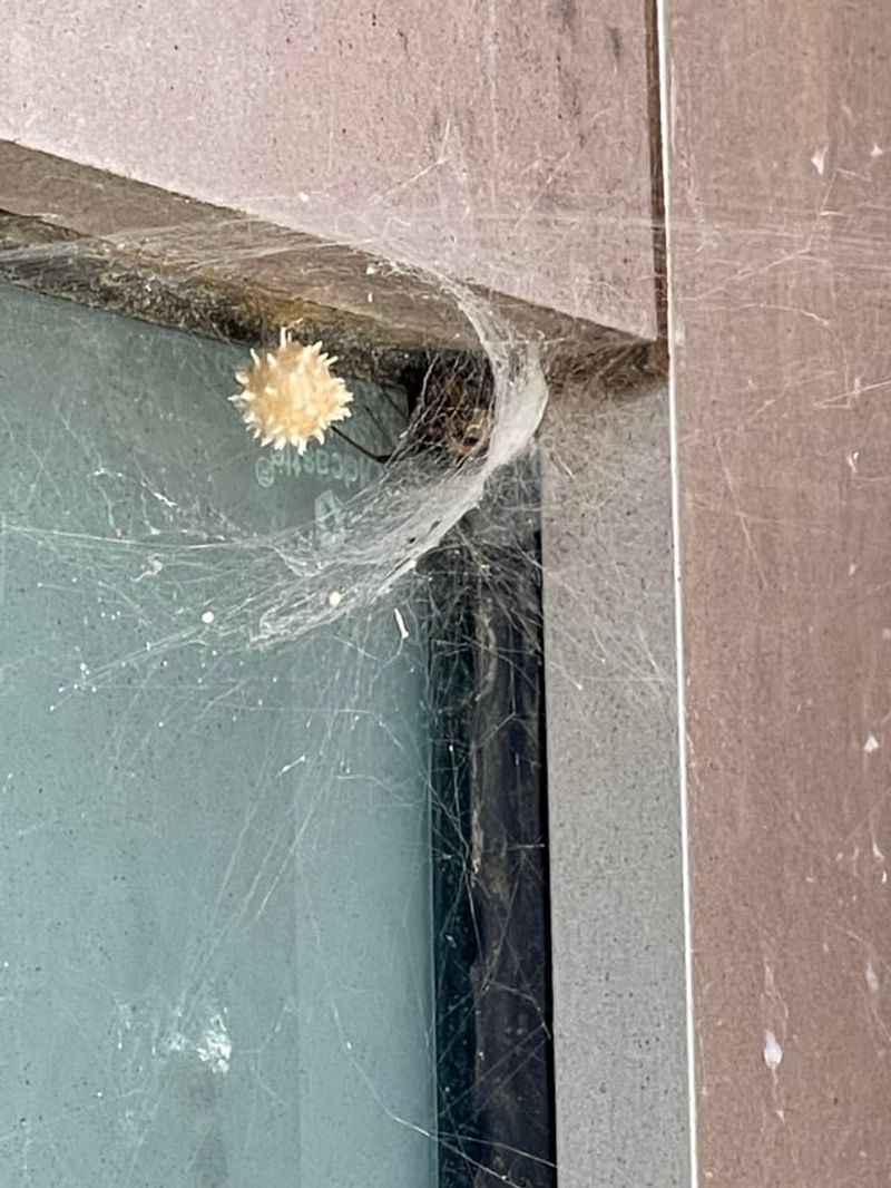Brown Widow