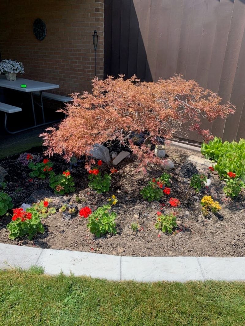 Brown leaves can signal scorch, not a confirmed watering failure