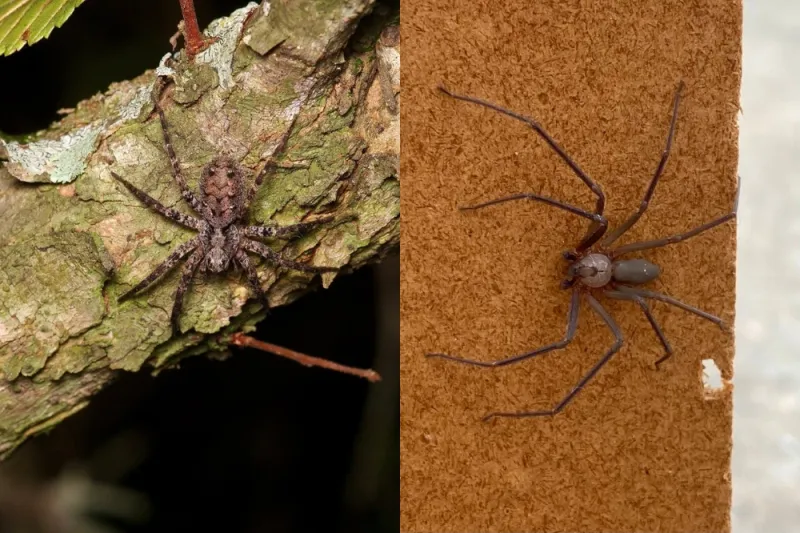 Brown spiders are not all brown recluses Brown spiders are not all brown recluses