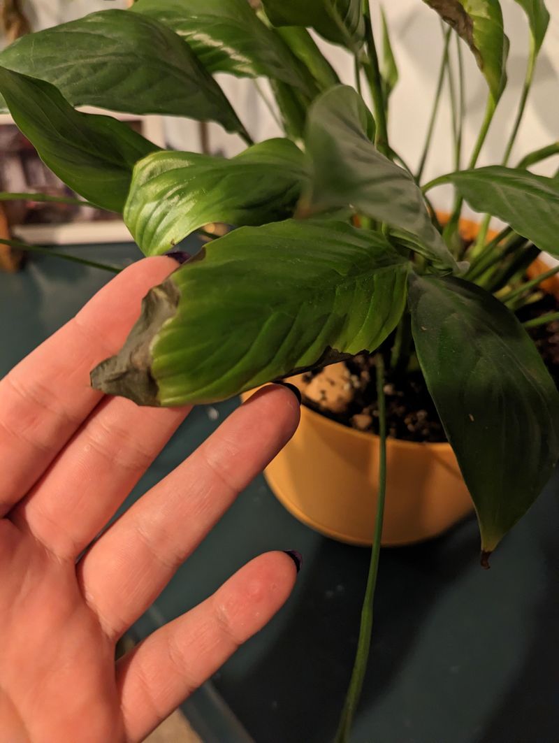 Brown tips are a clue, not a watering diagnosis Brown tips are a clue, not a watering diagnosis