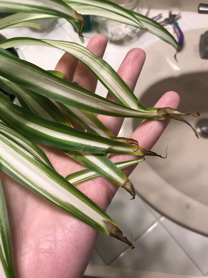 Brown tips are a symptom, not a diagnosis