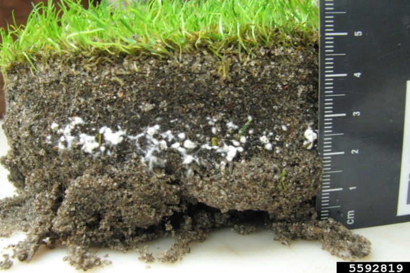 Brown turf may reflect a local water problem