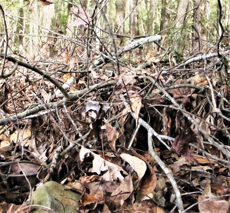 Brush and Branch Piles
