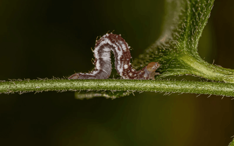 Bt can target small caterpillars when removal is not enough