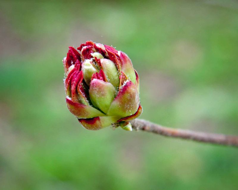 Buds initiate after spring growth and develop through summer and fall