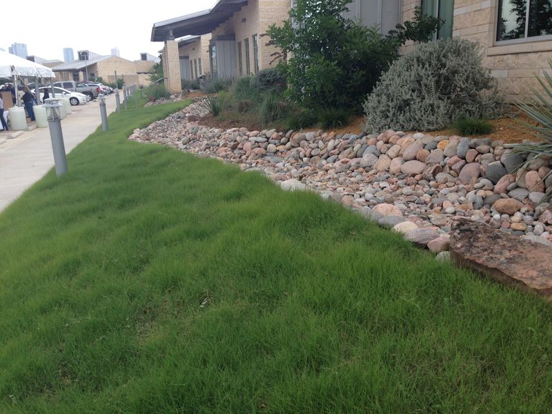 Buffalograss brings shortgrass prairie into a lawn-sized space Buffalograss brings shortgrass prairie into a lawn-sized space