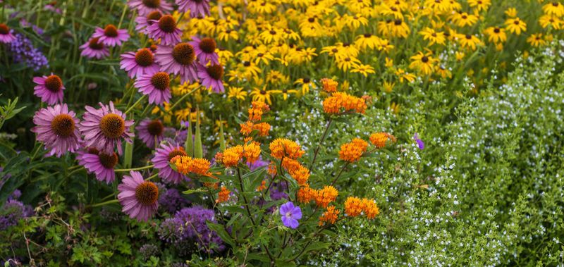 Build a garden with multiple host and nectar plants Build a garden with multiple host and nectar plants