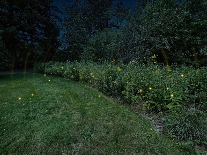 Build a more complete firefly-friendly fence-line edge Build a more complete firefly-friendly fence-line edge