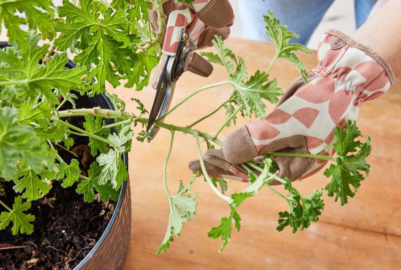 Build each cutting from a healthy stem