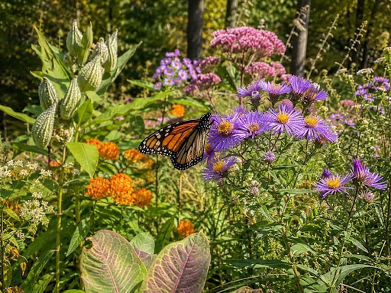 Build habitat with nectar plants and caterpillar host plants