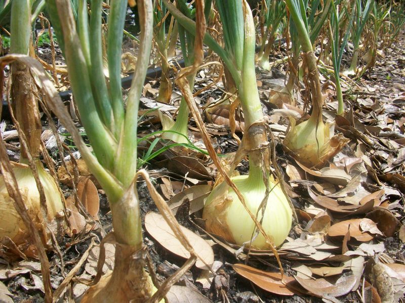 Bulb onions need their own timing decision Bulb onions need their own timing decision