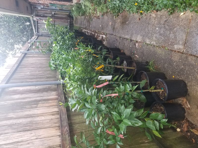 Burkard Nurseries