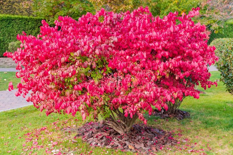Burning Bush Burning Bush