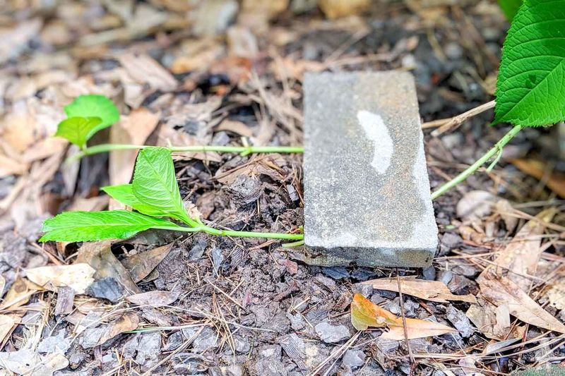 Bury part of the stem and leave its tip aboveground