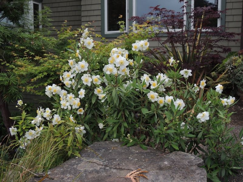 Bush Anemone
