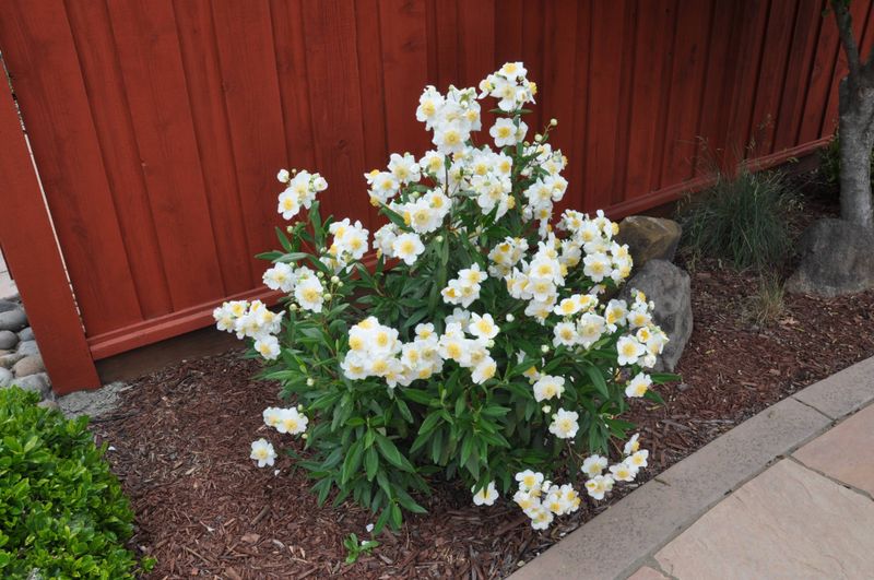 Bush Anemone
