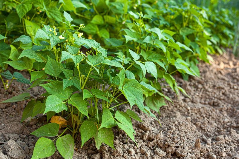 Bush Beans Bush Beans