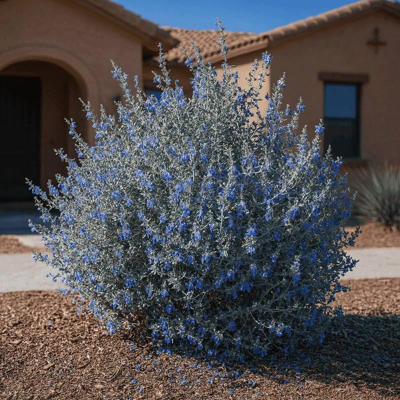 Bush Germander