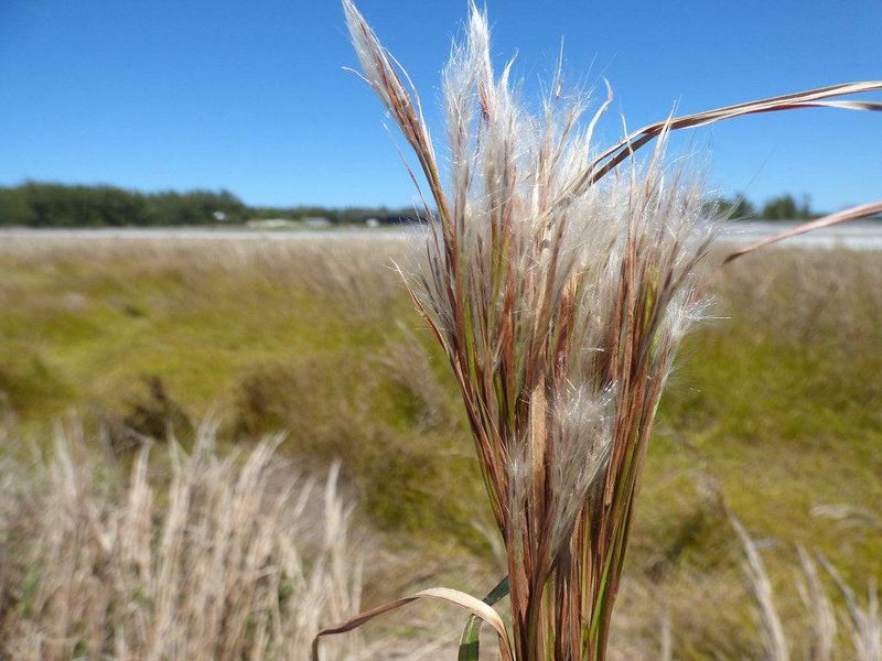 Bushy Bluestem