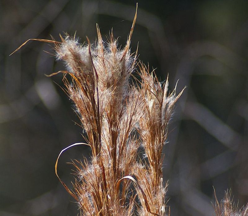 Bushy Bluestem Bushy Bluestem