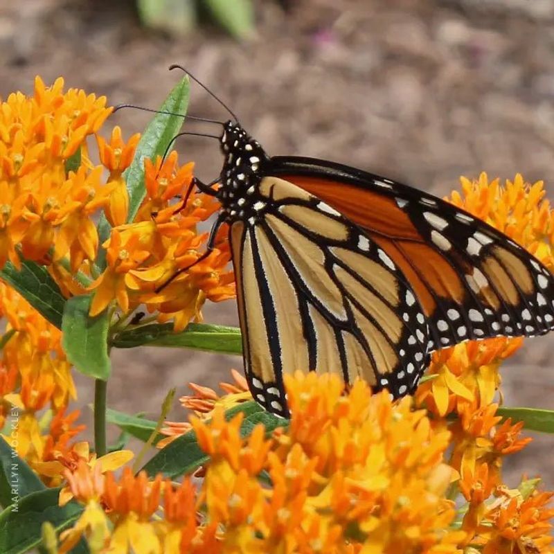 Butterfly Weed