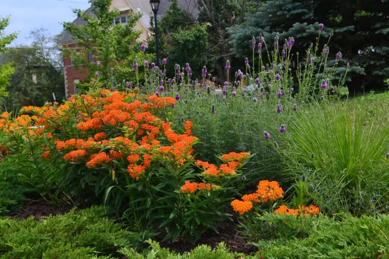 Butterfly Weed Butterfly Weed