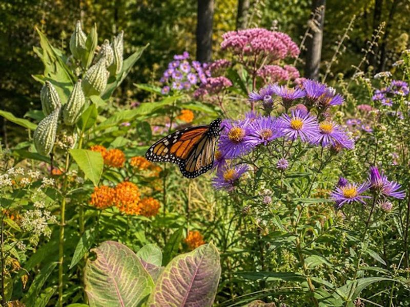 Butterfly Weed