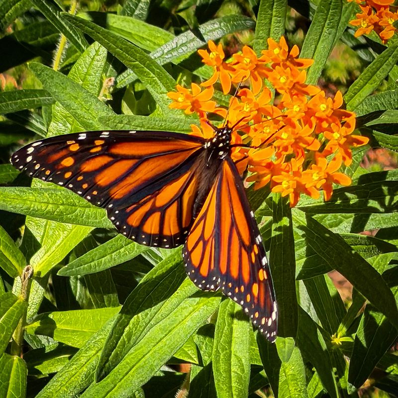 Butterfly Weed
