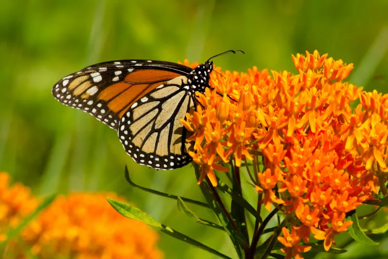 Butterfly Weed Butterfly Weed