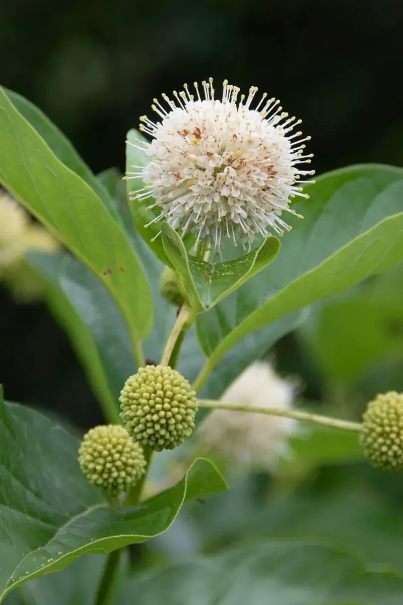 Buttonbush (Cephalanthus occidentalis) Buttonbush (Cephalanthus occidentalis)