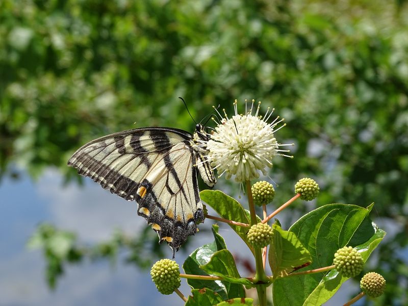 Buttonbush offers native summer nectar, not a proven butterfly-count advantage