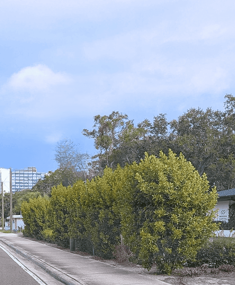 Buttonwood Buttonwood