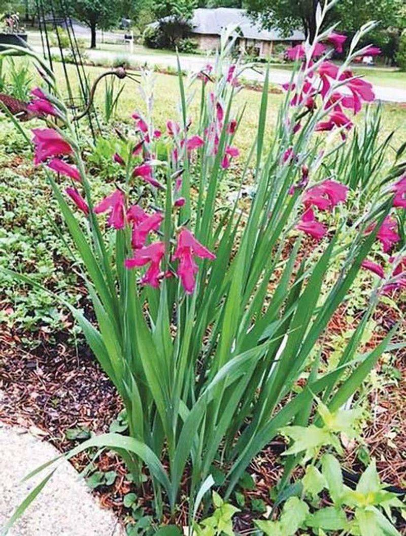 Byzantine Gladiolus
