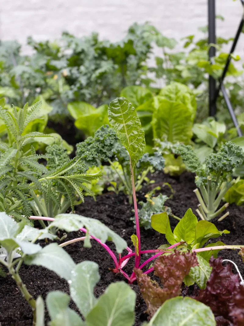 Cabbage Family Crops Cabbage Family Crops