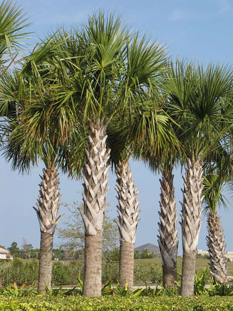 Cabbage Palm