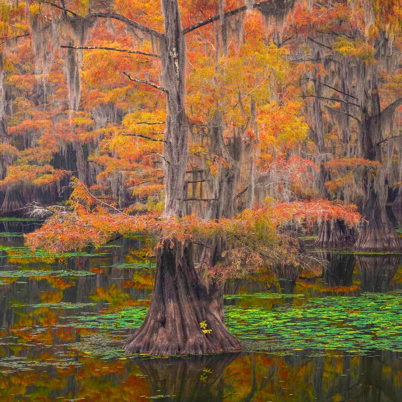 Caddo Lake State Park