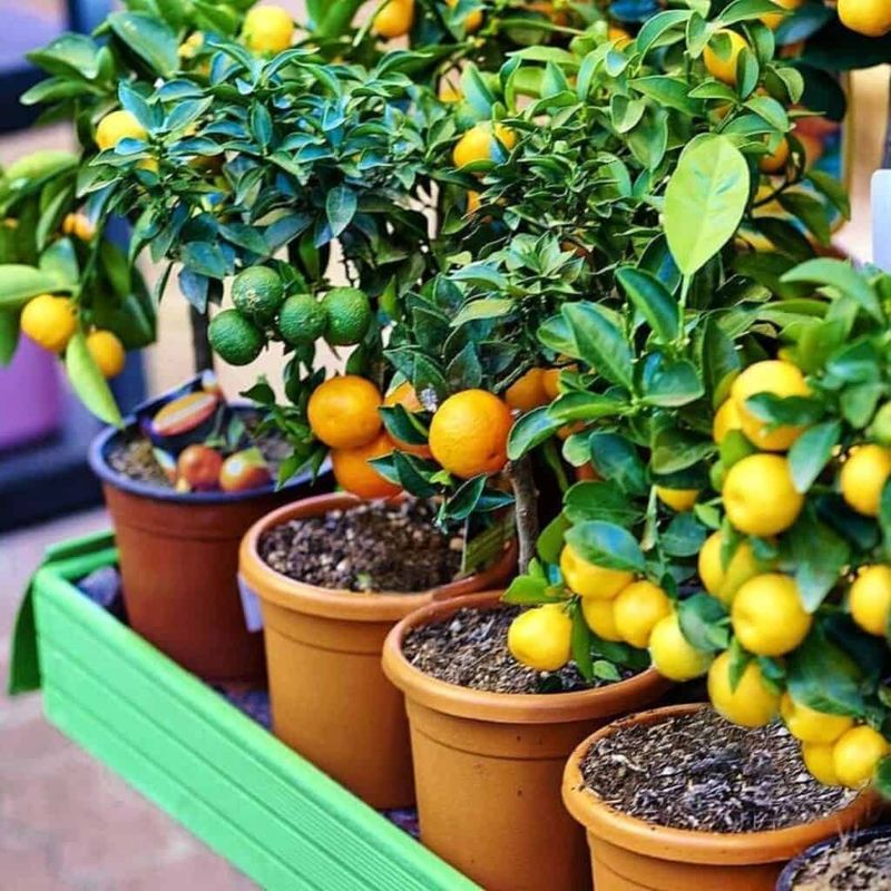 Calamondin