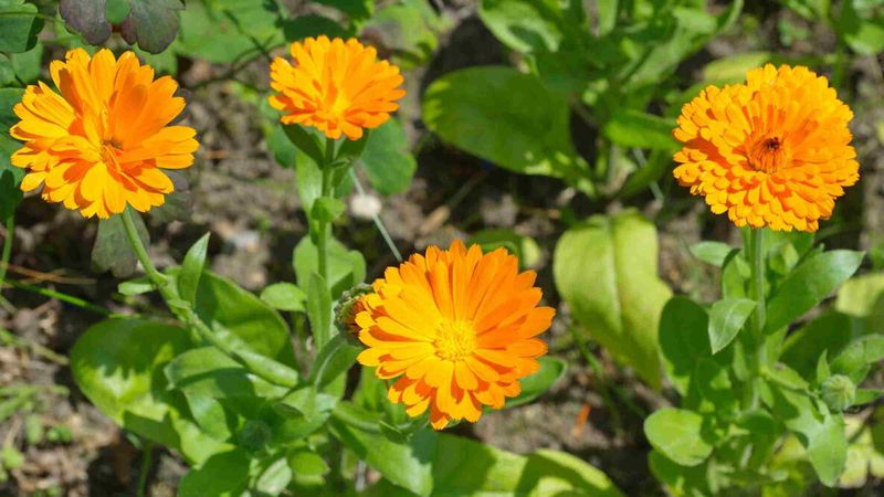 Calendula Calendula