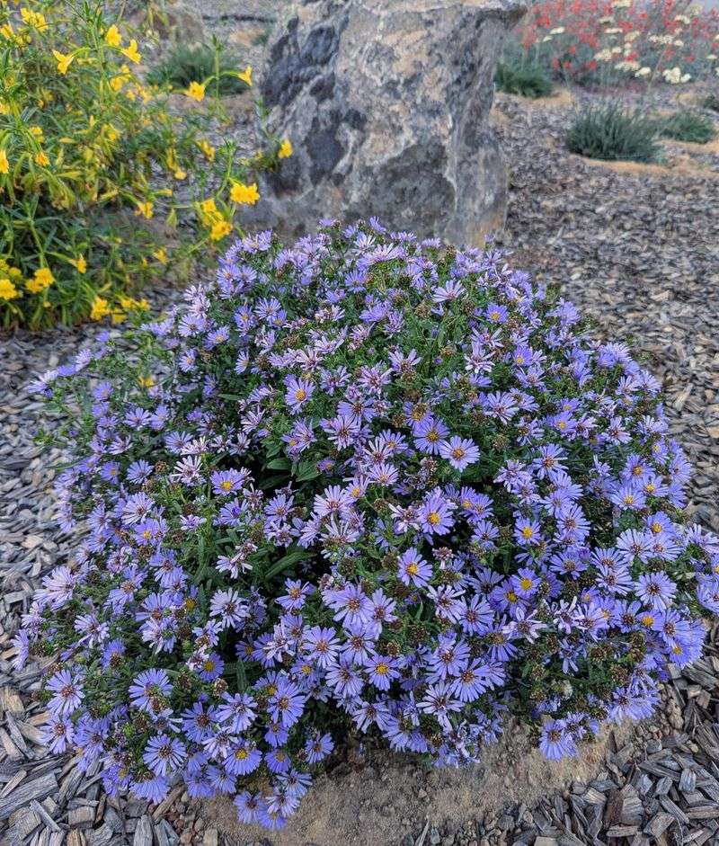 California Aster