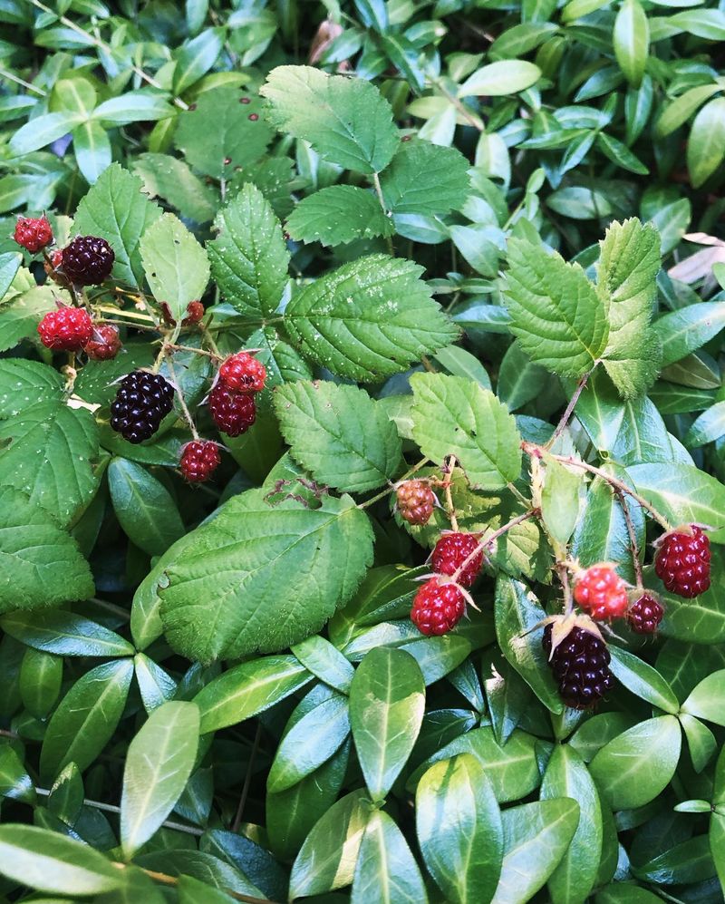 California Blackberry (Rubus ursinus)