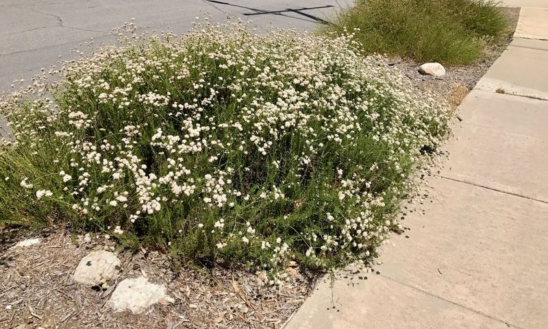 California Buckwheat